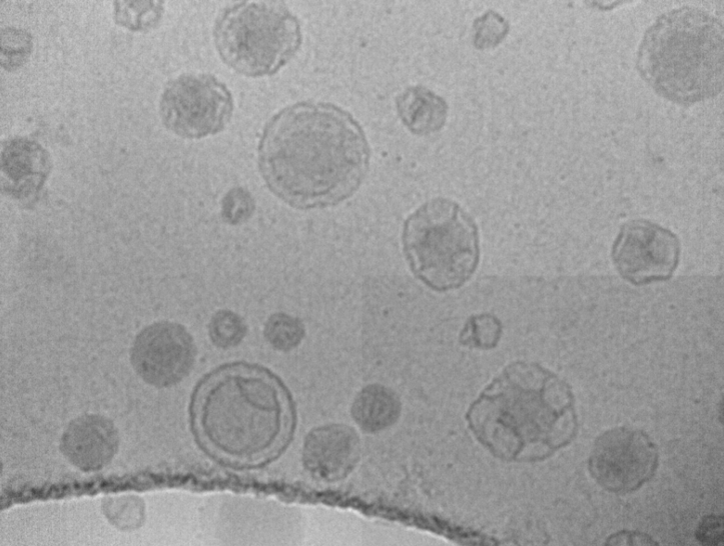 cryo-em nanoparticules lipidiques